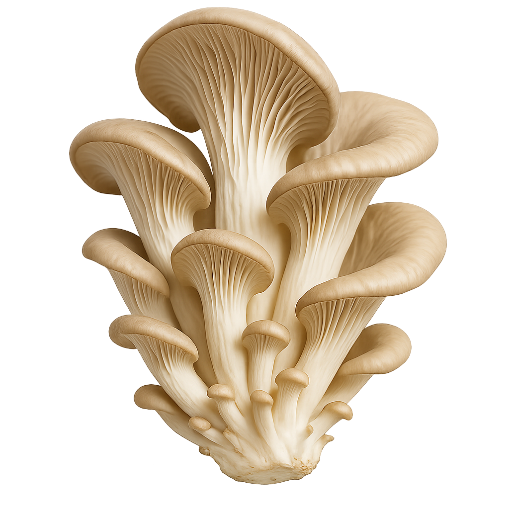 Oyster Mushroom